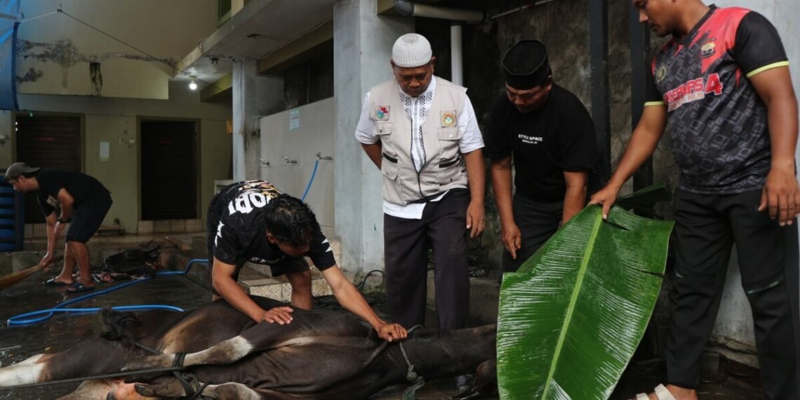 LDII Maluku Utara Laksanakan Kurban 1447 H, Sebanyak 62 Sapi dan 20 Kambing Disalurkan untuk Masyarakat
