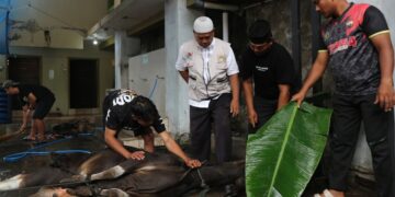 LDII Maluku Utara Laksanakan Kurban 1447 H, Sebanyak 62 Sapi dan 20 Kambing Disalurkan untuk Masyarakat